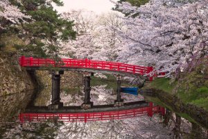 Sakura Jepang