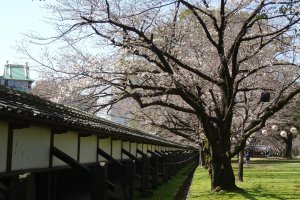 ต้นซากุระตามแนวกำแพงของปราสาทคุมะโมะโตะ