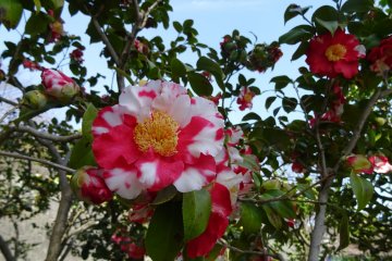 <p>คามีเลียเป็นดอกไม้ที่สวยงดงามไม่แพ้ใคร</p>