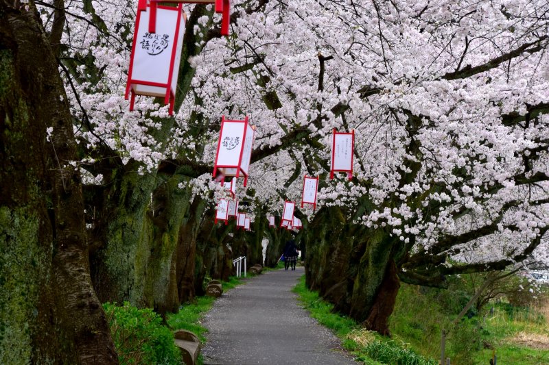 <p>The pathway along Asuwa River in Fukui is lined with gorgeous cherry trees on both sides</p>