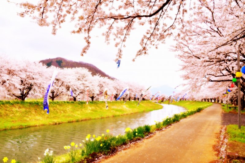 <p>Dreamy view of the carp streamers swimming over a river surrounded by beautiful cherry trees</p>