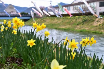 <p>Yellow daffodils fluttering in the wind with colorful carp streamers in the background</p>