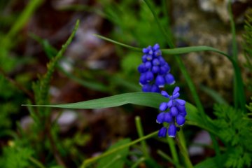 <p>Pretty blue grape hyacinth. I see them often at this time of the year.</p>