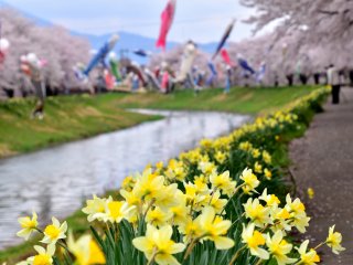 気持ち良さそうに鯉のぼりがはためく川沿いの遊歩道は、可愛い水仙と桜で彩られている。
