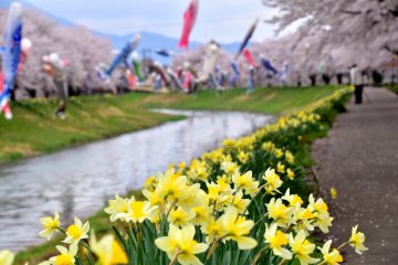 <p>The riverside walk was lined with pretty daffodils and cherry trees, and carp streamers were swimming comfortably above the river</p>