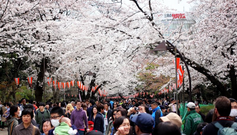 <p>Once the trees are in bloom many people rush out to see them especially on a weekend!&nbsp;</p>