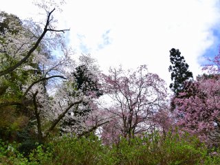 Putih dan merah muda bunga sakura di dekat pintu masuk Kuil Kurotatsu
