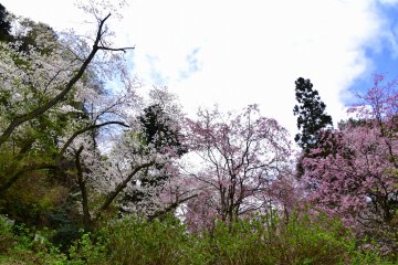 <p>White and pink cherry blossoms near the entrance of Kurotatsu Shrine</p>