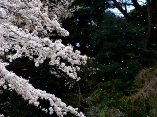 桜吹雪舞う神社入り口前。桜の時期ももう終わりだ。