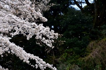 흰 벚꽃이 바람에 흩날리고 있다 벚꽃의 계절이 끝나가고 있었다