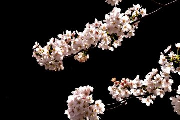 <p>Pale pink cherry blossoms radiant in the sunshine</p>