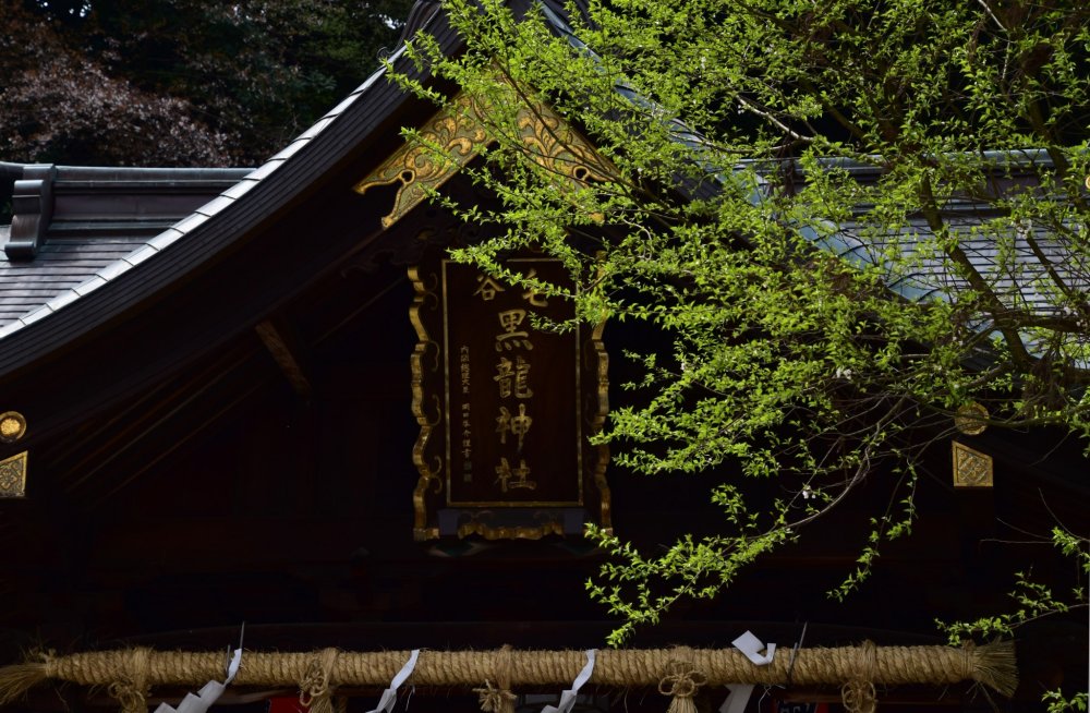 Sign of Kurotatsu Shrine and fresh green leaves on the shrine grounds