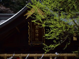 Sign of Kurotatsu Shrine and fresh green leaves on the shrine grounds
