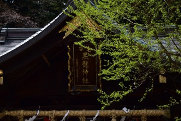 <p>Sign of Kurotatsu Shrine and fresh green leaves on the shrine grounds</p>