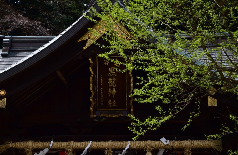 <p>Sign of Kurotatsu Shrine and fresh green leaves on the shrine grounds</p>