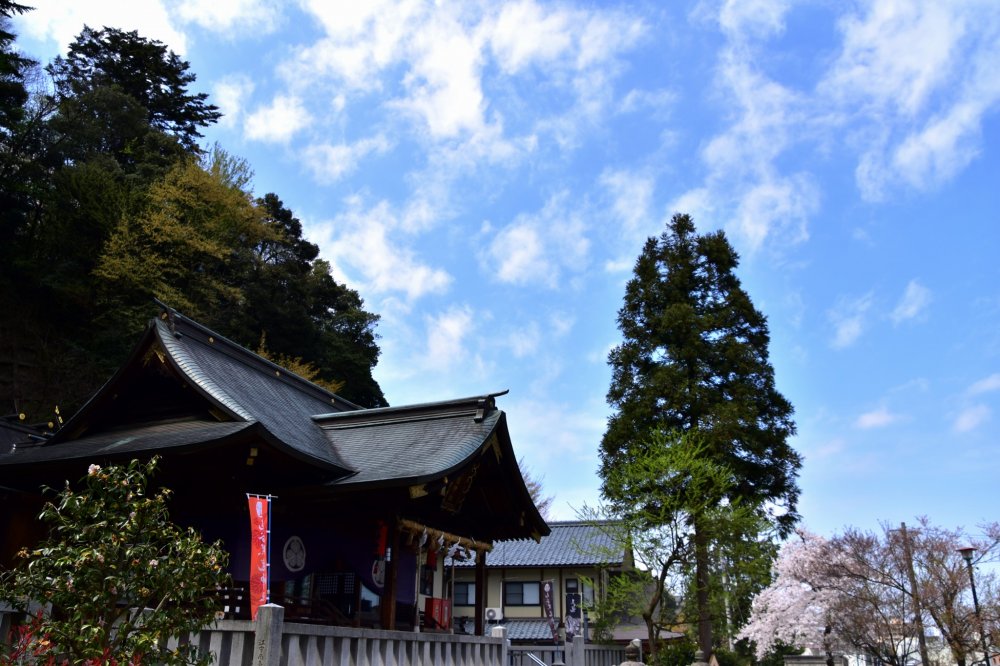Kuil Kurotatsu dengan bunga sakura di bawah langit biru