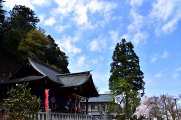 <p>Kurotatsu Shrine with cherry blossoms under the blue sky</p>