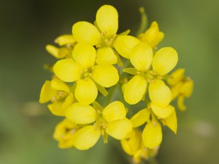 Cận cảnh Nanohana; loài hoa này có nhiều cách sử dụng trong ẩm thực, nhưng chúng nở hoa vào mùa xuân