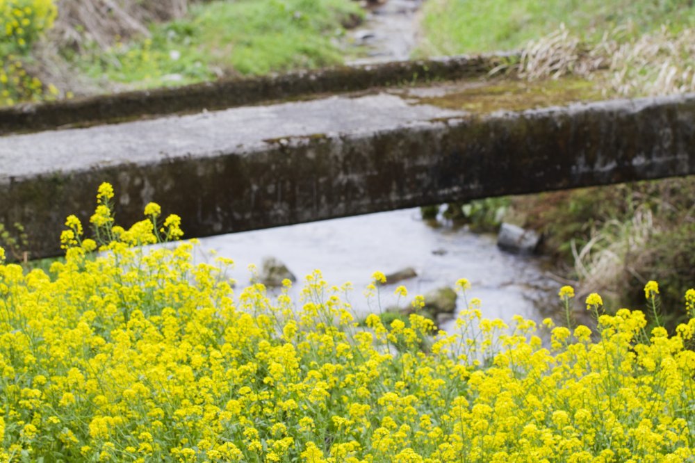 Rapeseed blossoms and an old footbridge