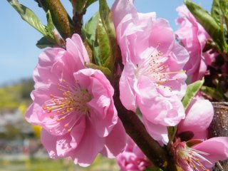 The peach blossoms are incredibly beautiful