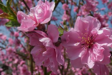 <p>Pink peach blossoms</p>