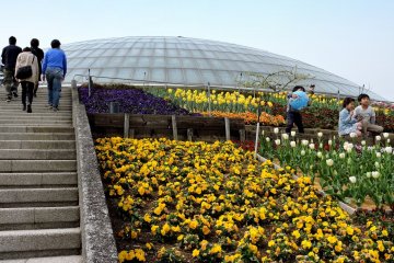 <p>The steps to the largest dome were flanked with spring flowers</p>