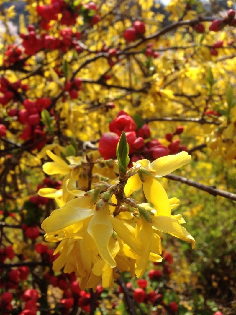 <p>Spring is not only about cherry blossoms. You can also find Japanese Quince and Golden Bells.</p>