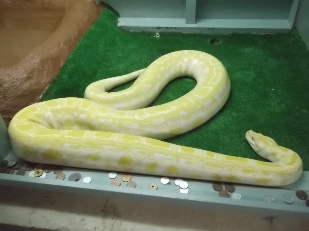 More than two meters of golden python