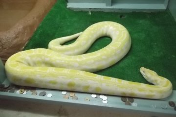 งูเลือมสีทองลำตัวยาวกว่าสองเมตร