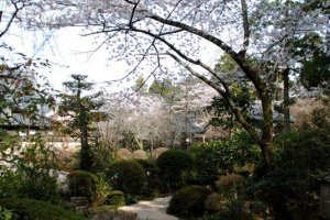 Ryotanji grounds in spring