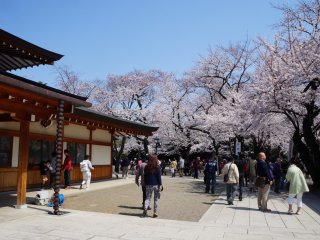 Cherry blossoms were everywhere