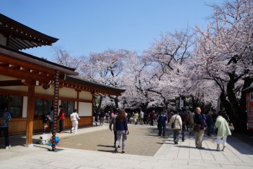 <p>Cherry blossoms were everywhere</p>