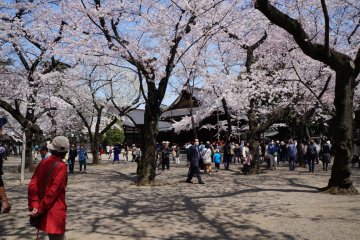 <p>It seems no shrine is complete without sakura&nbsp;trees</p>