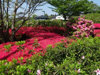 The azaleas typically bloom from mid-April to early May