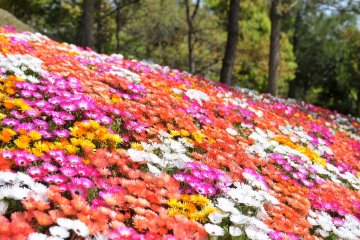 <p>Livingstone daisies looking like a spring colored carpet spread over the slope</p>