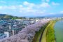 Sakura on the Banks of Asuwa River