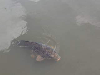A carp came over keen to get photographed