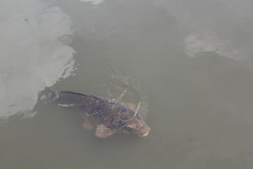 <p>A carp came over keen to get photographed</p>