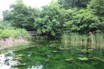 <p>One of the larger ponds in the park</p>