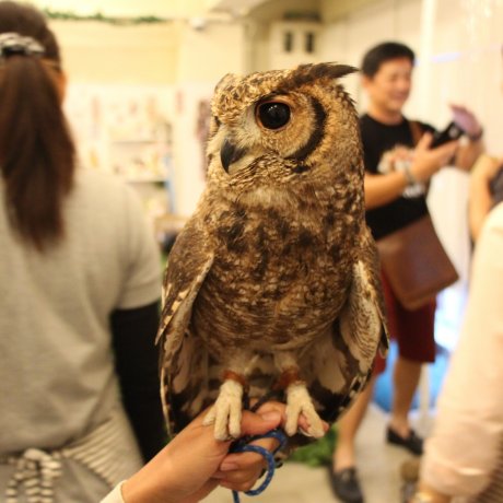 L'étonnant Owl Café d'Osaka