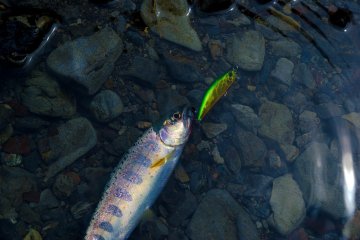 <p>Japanese native trout &quot;Amego&quot;</p>