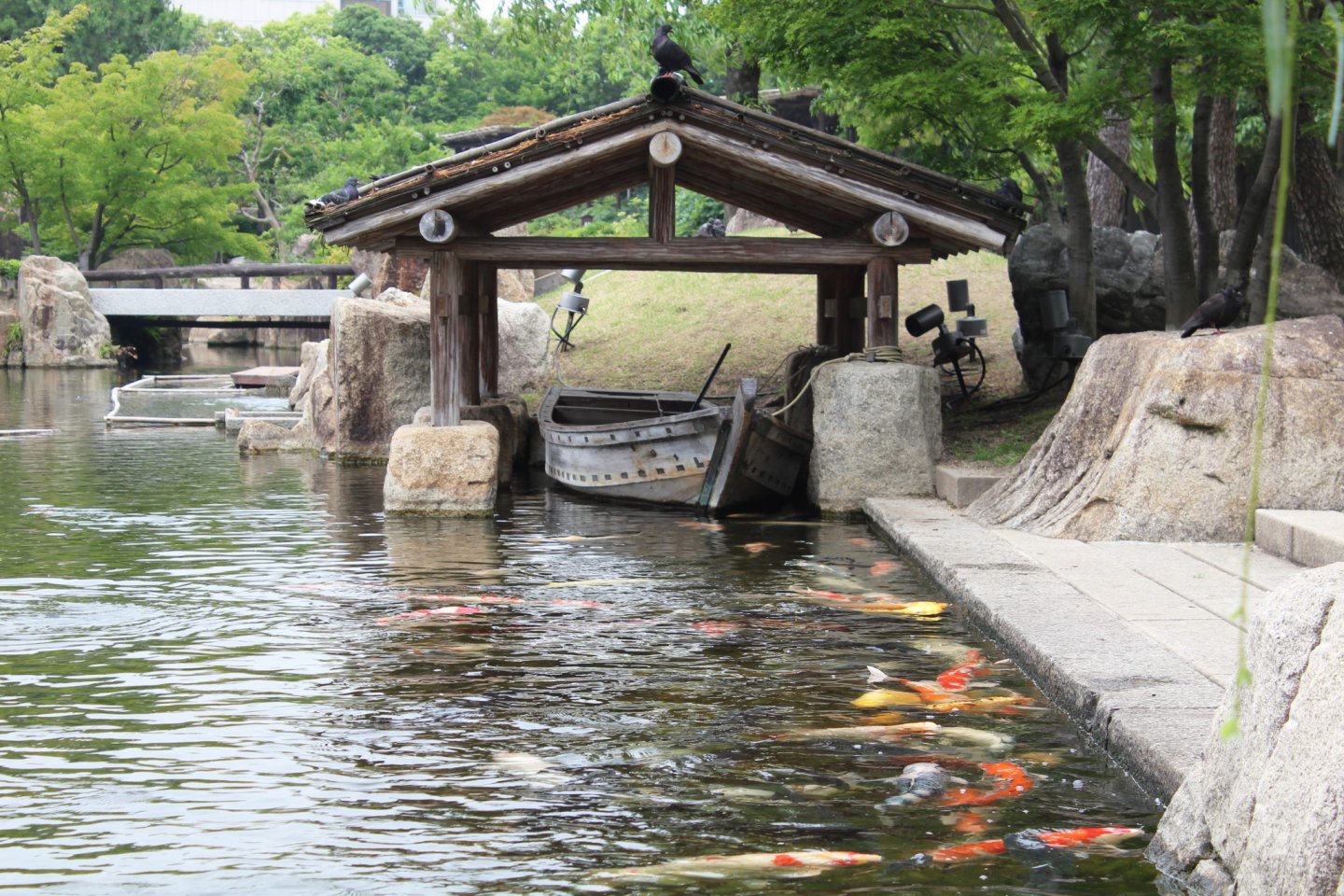An alluring setting to complement an array of extremely colorful koi fish