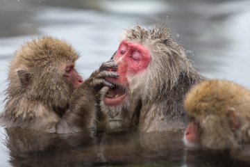 <p>The alpha monkey gets special treatment</p>