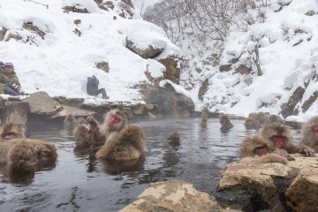 <p>The monkeys are totally relaxed and not at all shy during their bath time</p>