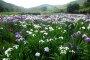Bunga Iris di Danau Kagurame