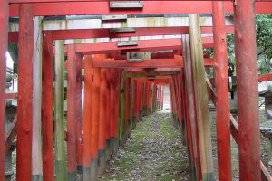 Torii Gates of Shinto Shrine