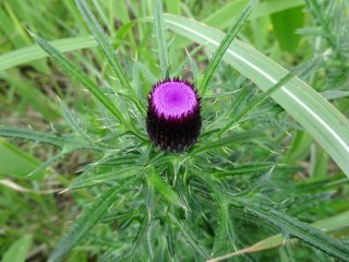 A purple thistle, right before it blooms