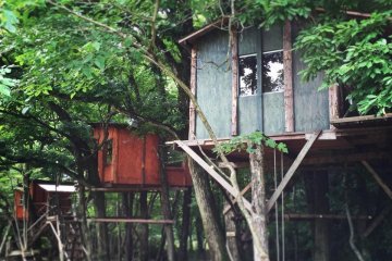 Tree House Camping in Tochigi