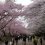 เทศกาลชมดอกซากุระที่ฮิโรซากิ
