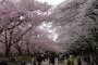 Hirosaki: Musim Sakura